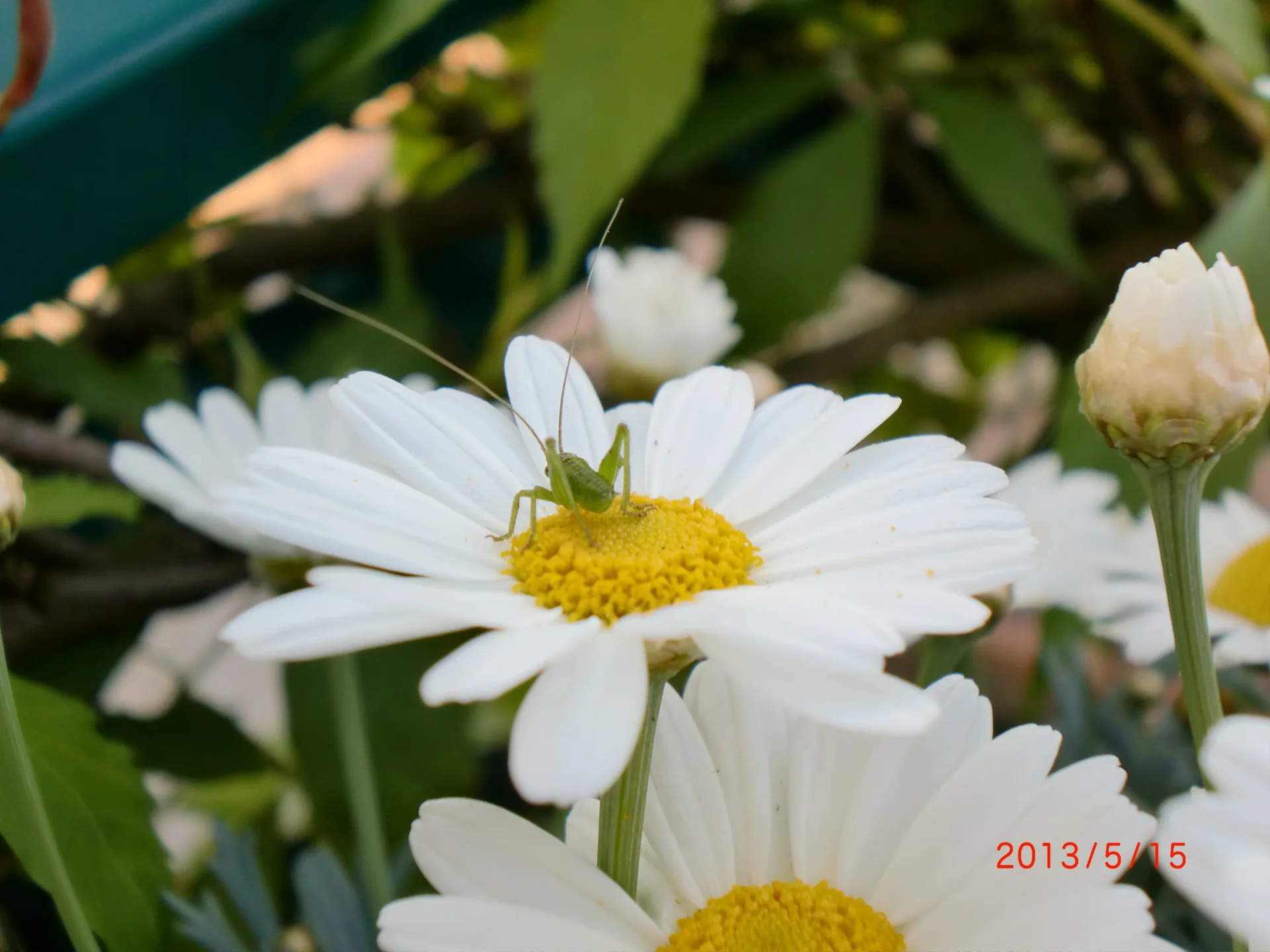 Ein Insekt zu Besuch auf einer weißen Blüte