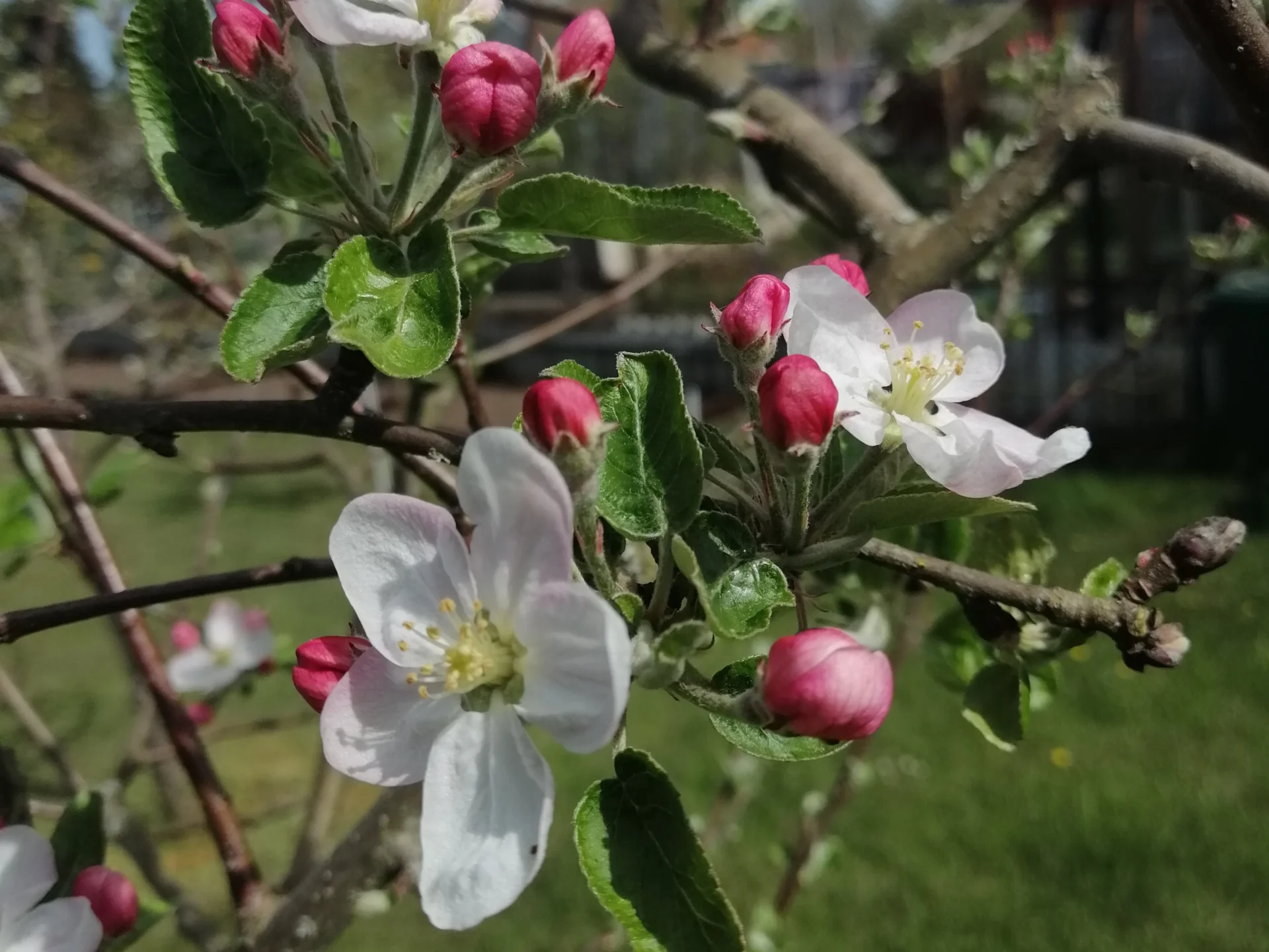 Blühender Obstbaum in der Gartensparte