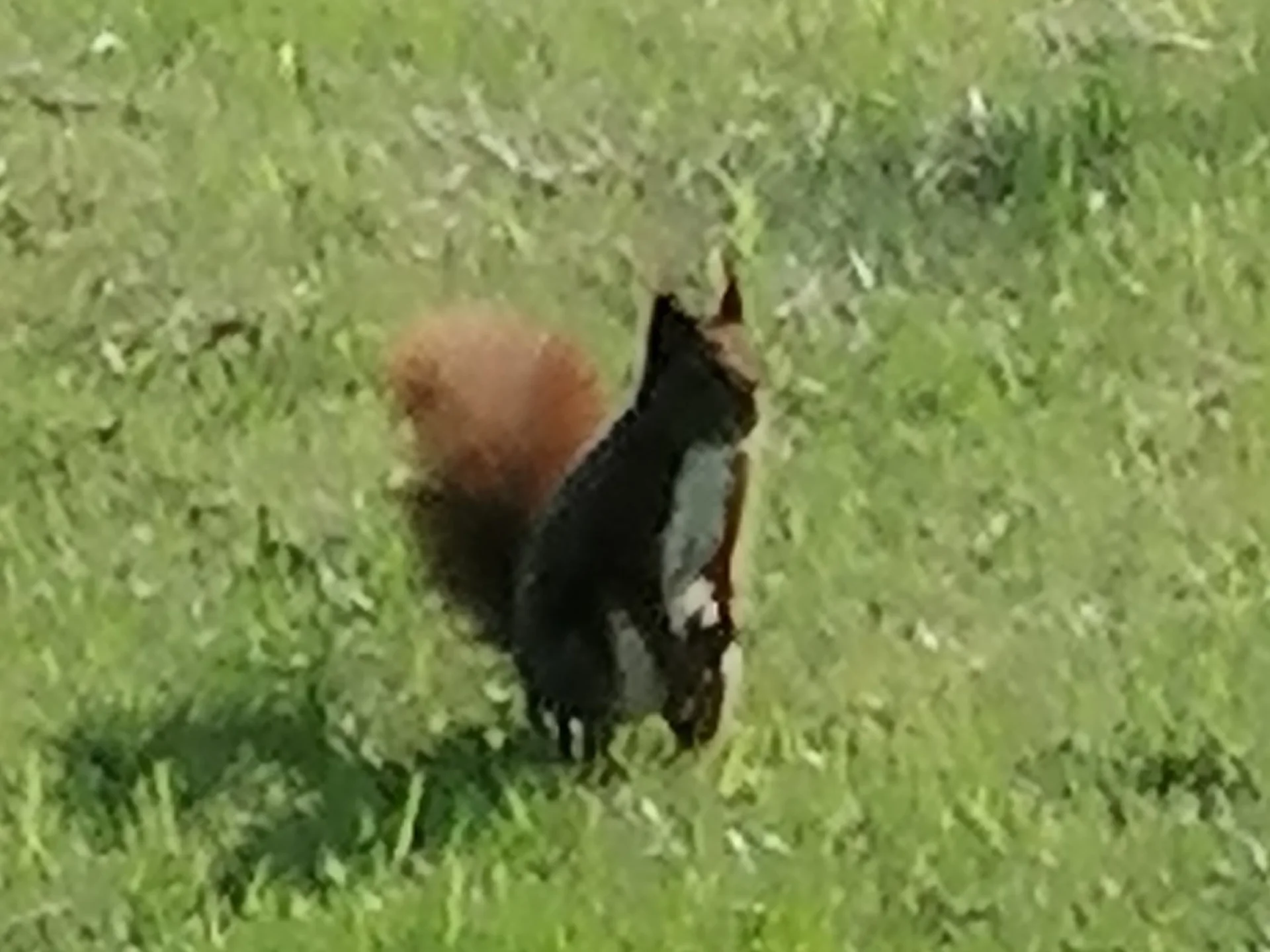 Ein Eichhörnchen auf der Wiese in unserer Gartenanlage